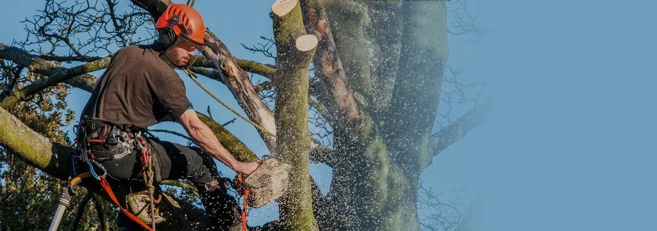 Tree surgeon dismantling a large tree using climbing equipment